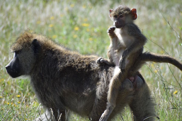 Baboons predicted to die young, do not also ‘live fast’