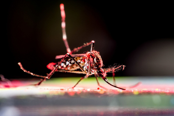 Zika infections drastically underreported during 2015 epidemic 